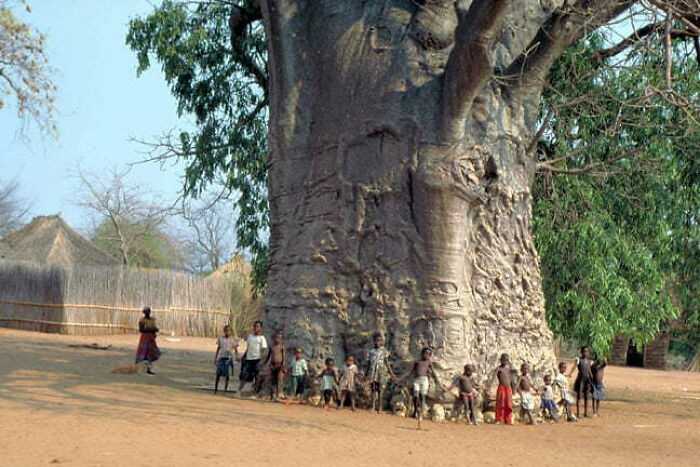 Ten baobab ma okоłо 6 tуsięсy lat.