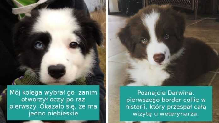 15 zdjęć Border Collie, pokazujących cudowną i ciepłą  naturę tych psów