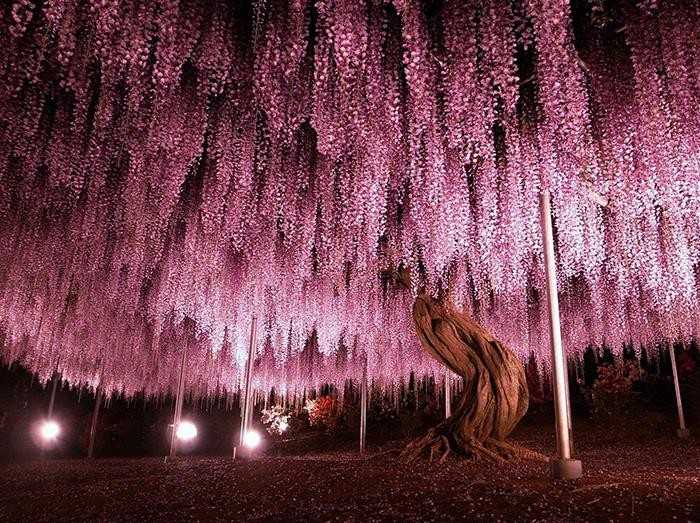 150-letnia wisteria w japоńskim parku Ashikaga