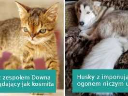 16 zwierzaków, które są jeszcze bardziej urocze dzięki swoim wadom genetycznym
