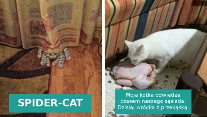 15 zdjęć pokazujących, że koty wprost kochają trollować swoich właścicieli