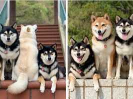 Ten Shiba Inu z premedytacją potrafi zepsuć każdą grupową fotografie