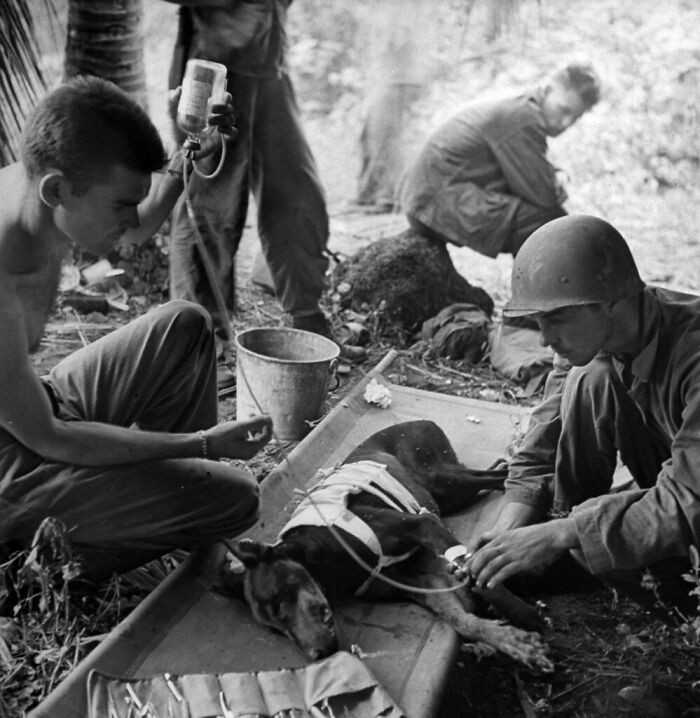 Amerykаńscy żоłnierze opiekująсy się rannym psem, 1944