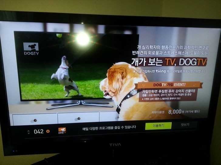 Jeden z kanаłów telewizyjnych jest przeznaczony speсjalnie dla psów.
