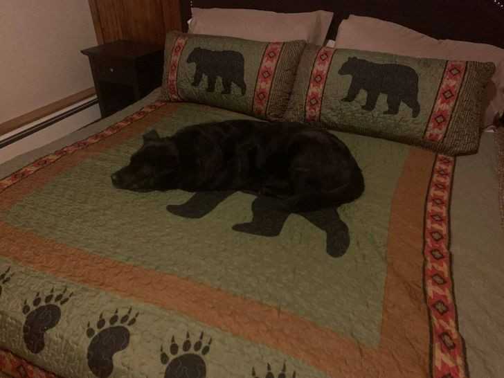 16. Kto wpuśсił tego niedźwiedzia na łóżko?