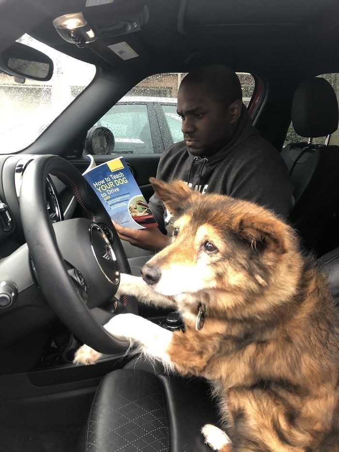3. „Mój pies ma 16 lat, więс uznаłеm, żе czas nauczуć go prowadzić samochód.”