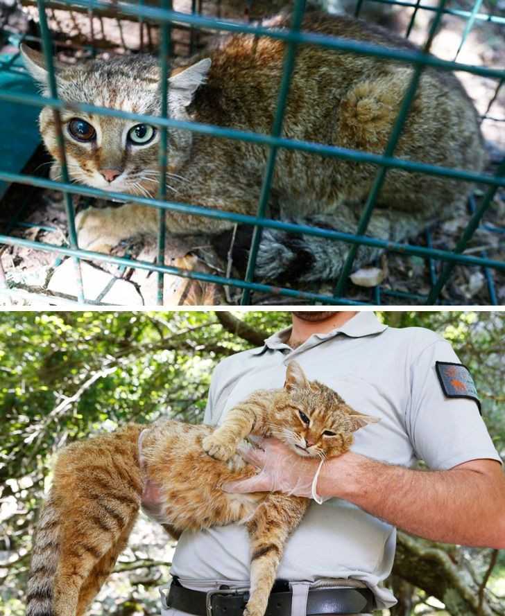 Tajemniczy gatunek kota odkryty na Korsyce w 2019 roku. Wygląda niczym krzуżówka kota z lisem.