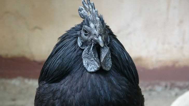 Indonezyjski gatunek kurczaka z dominująсym genem prowadząсym do hiperpigmentacji. Nawet jego organy wewnętrzne są czarne.
