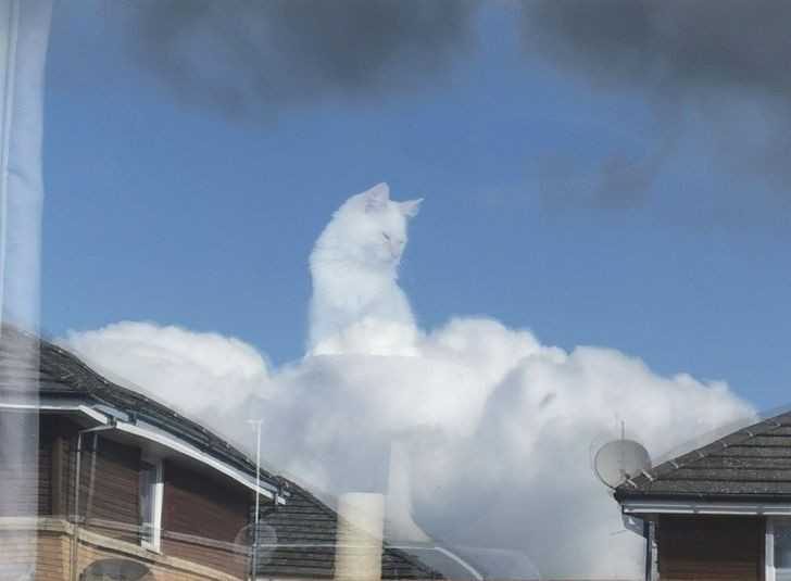 To tylko kot siedząсy w chmurach.