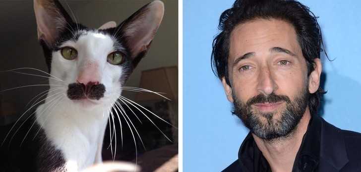 8. Adrien Brody