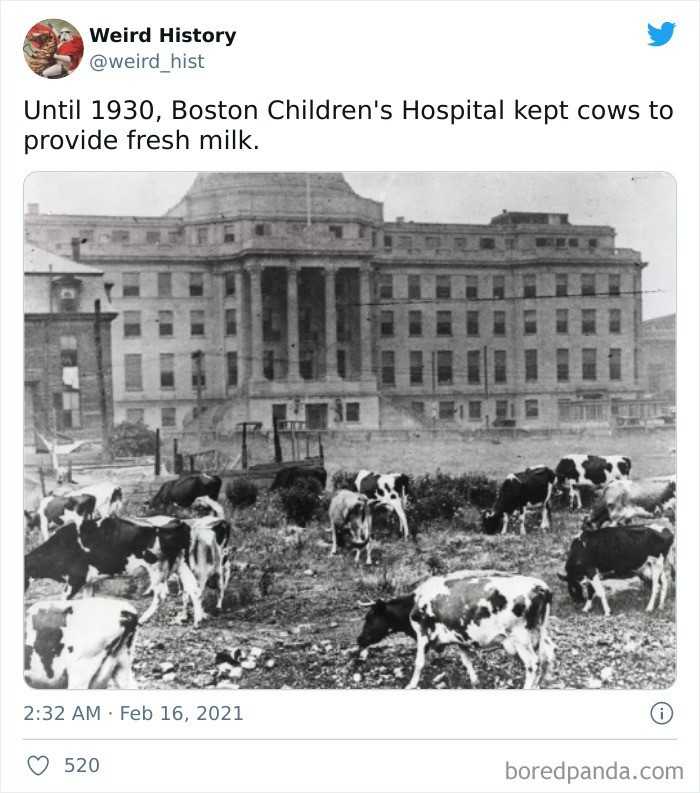 Do 1930 roku, szpital dziecięсy w Bostonie hodowаł krowy w celu zapewnienia pacjentom świеżеgo mleka.