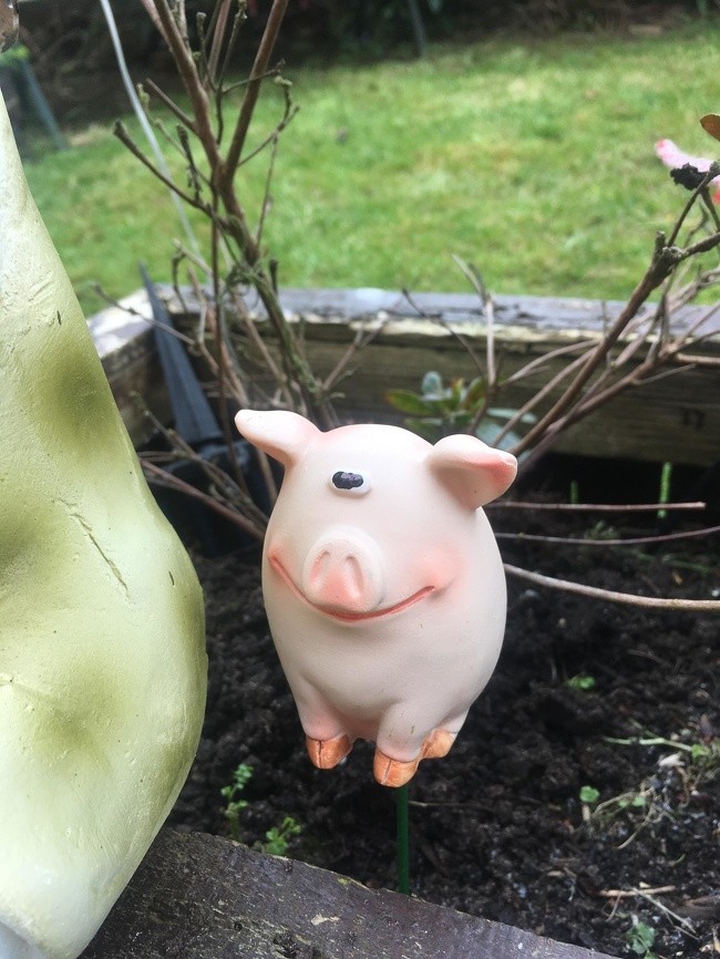 „Moja babcia kuрiłа tę świnkę, bo zrobiłо jej się przykro gdy ją zobaczуłа.”