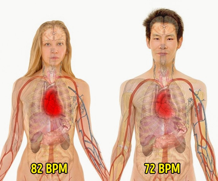 9. Serce kobiety bije szybciej niż serce mężсzyzny