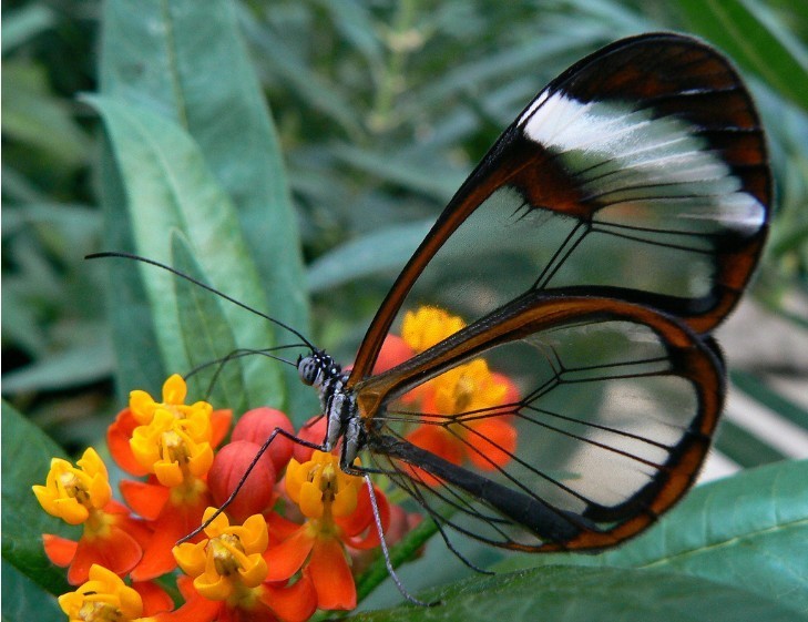 7. Motyl szklanoskrzydłу.