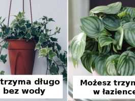 12 prostych w utrzymaniu roślin, które sprawdzą się jako ozdoba każdego domu