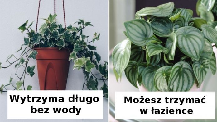 12 prostych w utrzymaniu roślin, które sprawdzą się jako ozdoba każdego domu