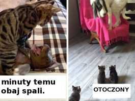 18 kotów, dla których dokuczanie psom to ulubiona rozrywka