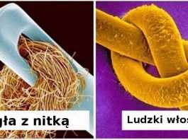 20 zwykłych rzeczy, które pod mikroskopem przemieniają się w cuda z innej planety