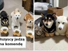 Ten kot jest przekonany że jest psem tak jak jego przybrani psi bracia