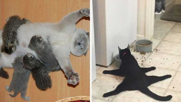 20 zabawnych zdjęć kotów, których właściciele wykryli u nich usterkę