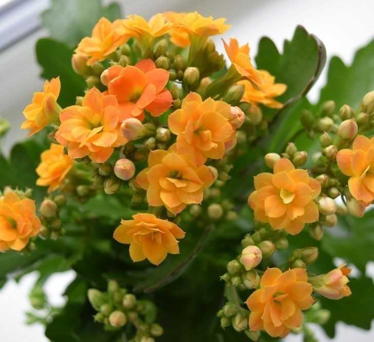 3. Kalanchoe