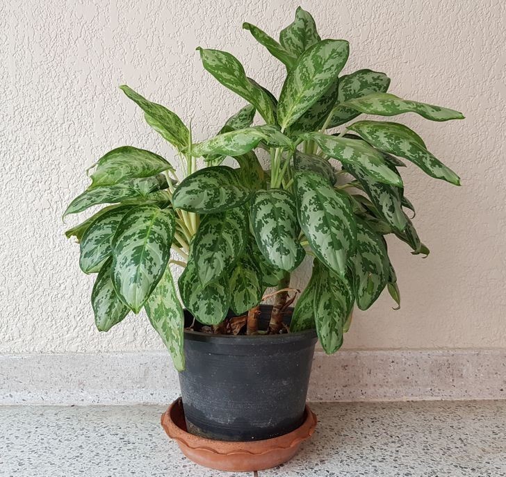 5. Aglaonema