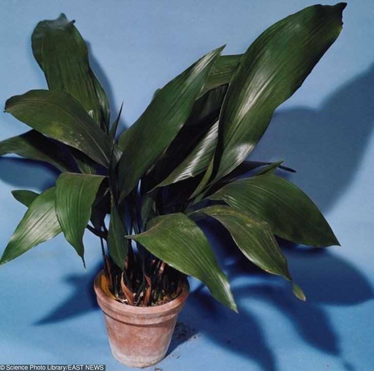 8. Aspidistra wyniosłа