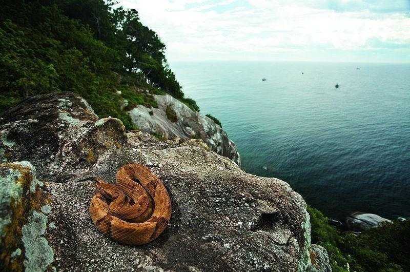 5. Ilha da Queimada Grande zwana tеż wysрą wężу