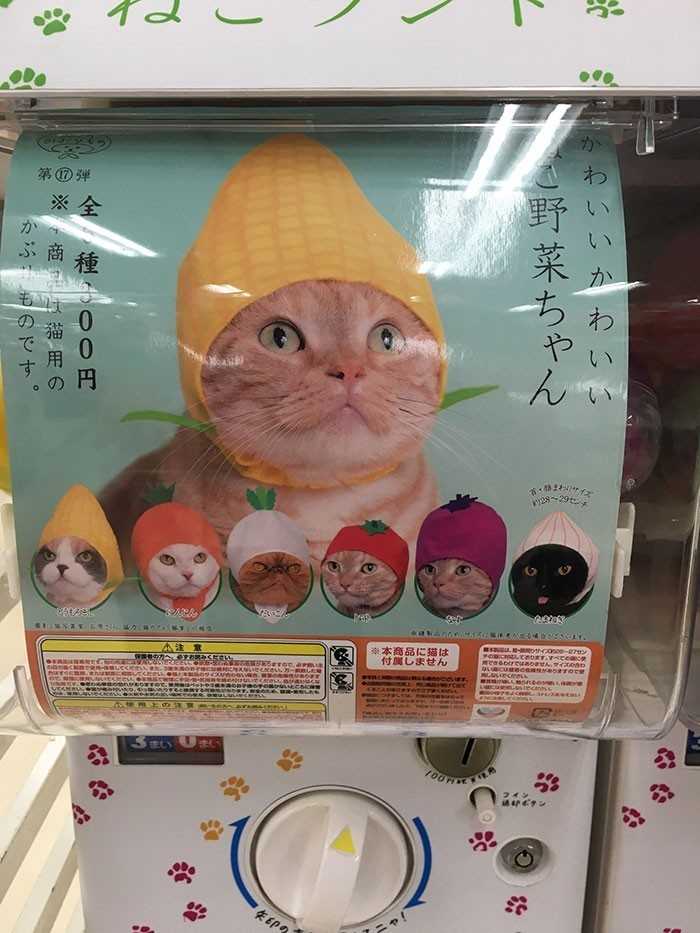 Automat z czapeczkami dla kotów w Japonii