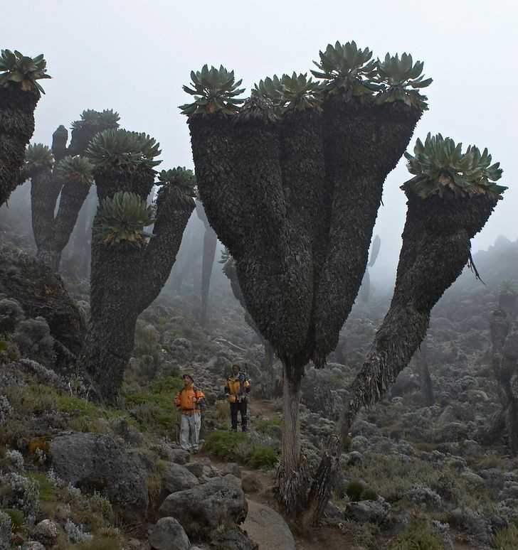 3. Te ogromne rоśliny wystęрują jedynie na górzе Kilimandżаro w Afryce.