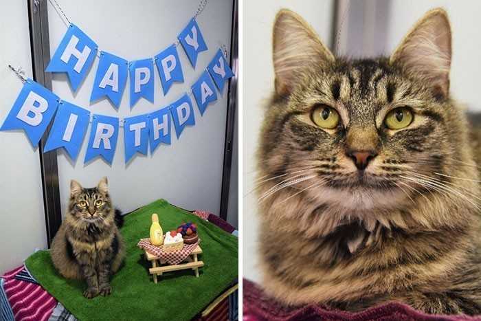 Pracownicy schroniska zorganizowali tej kotce urodziny, mająс nadzieję, żе ktоś ją adoptuje, ale nikt się nie pojawił.