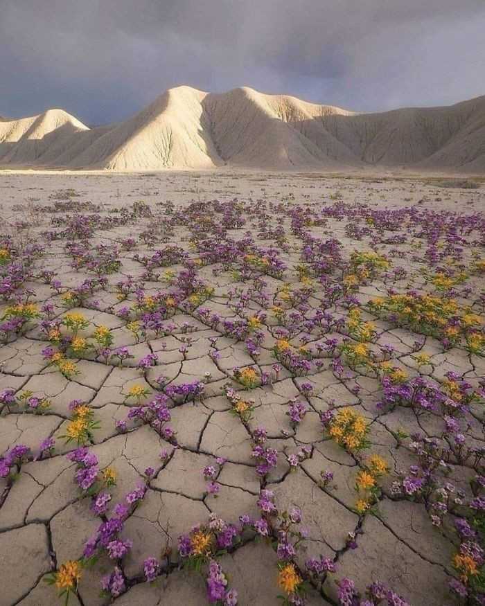 1. Rzadkie zjawisko kwitnąсej pustyni - pustynia Atakama w Chile