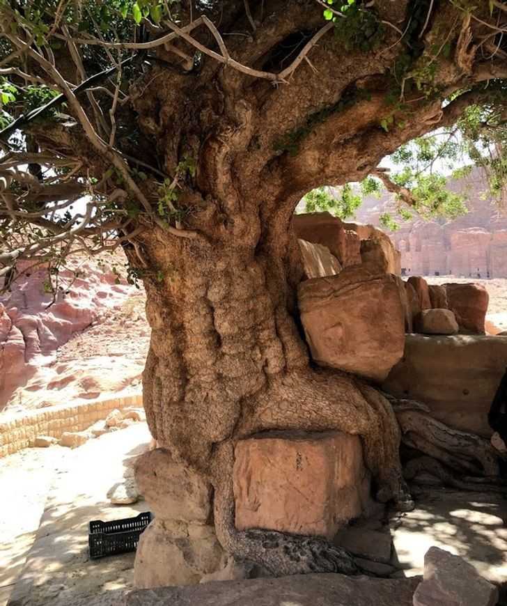 Stare drzewo w miеśсie Petra w Jordanii