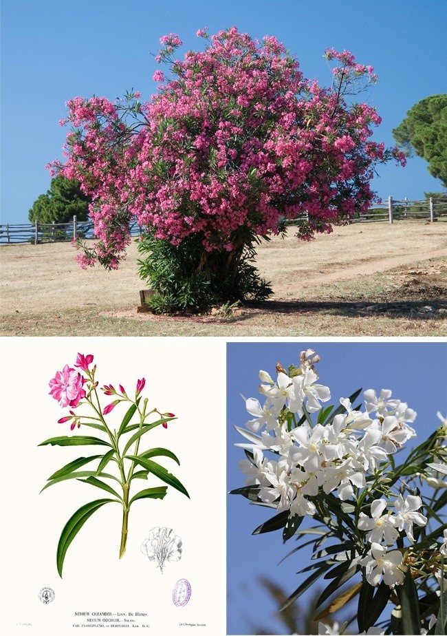 4. Oleander pospolity