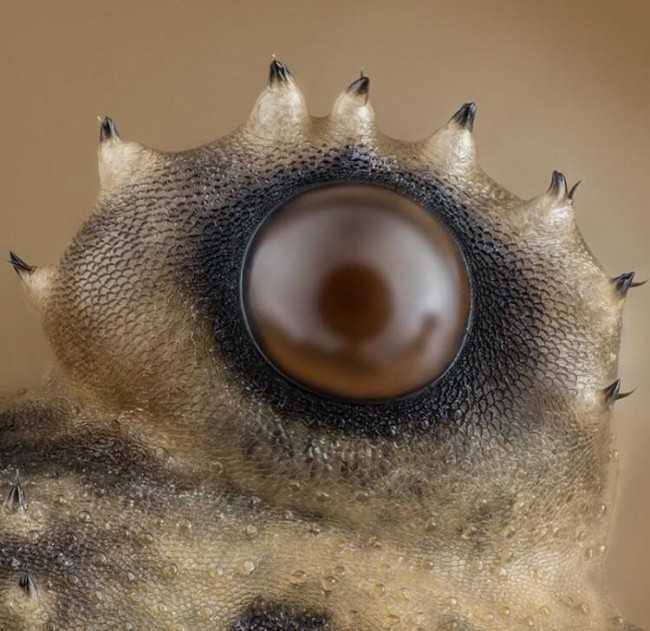 13. Oko pająka pod mikroskopem