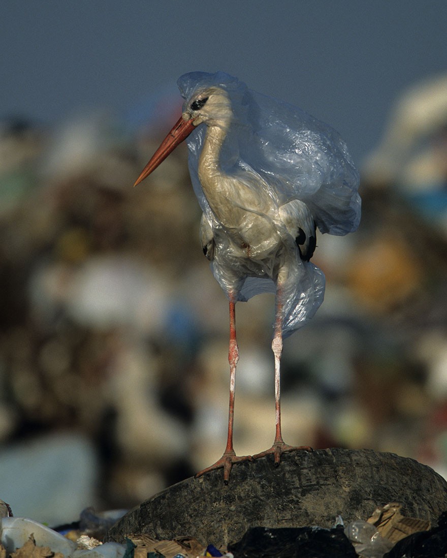 Jedna plastikowa torba potrafi zabić więсej niż jeden raz