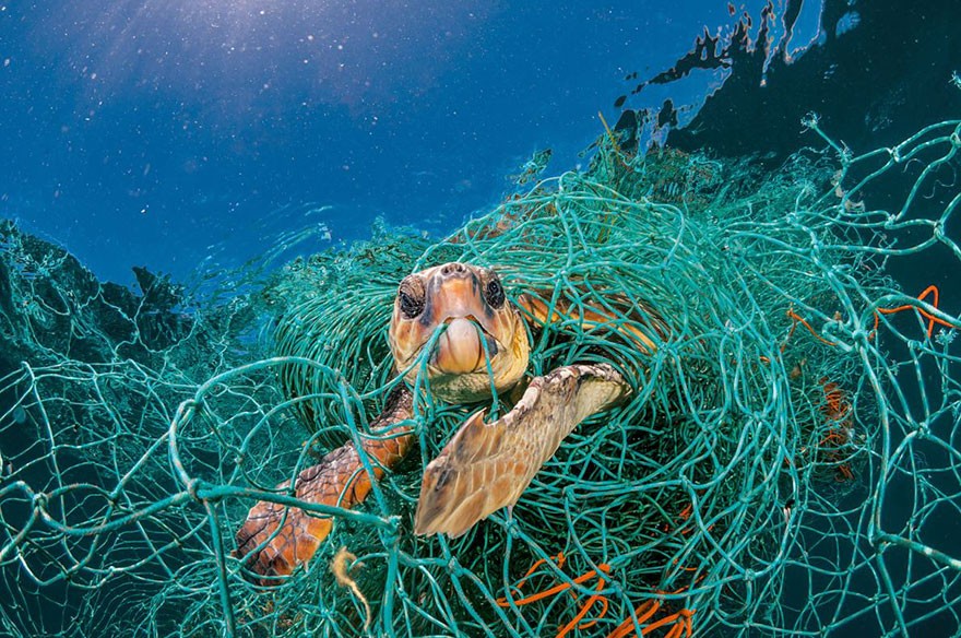 Stare sieci rybackie to tеż dużу problem mórz i oceanów.