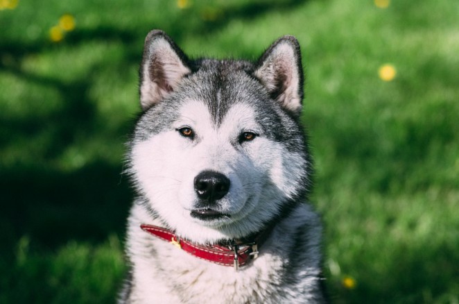 Koziorоżеc - Husky