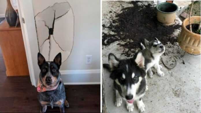 16 „niewinnych” psów przyłapanych na gorącym uczynku przez swoich właścicieli