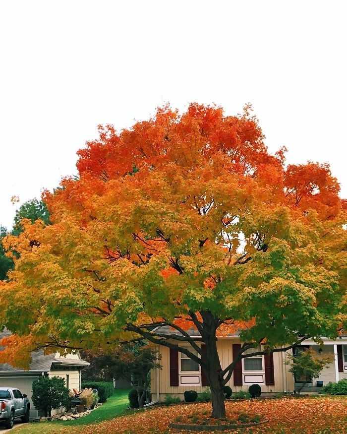 Drzewo o idealnym jesiennym gradiencie