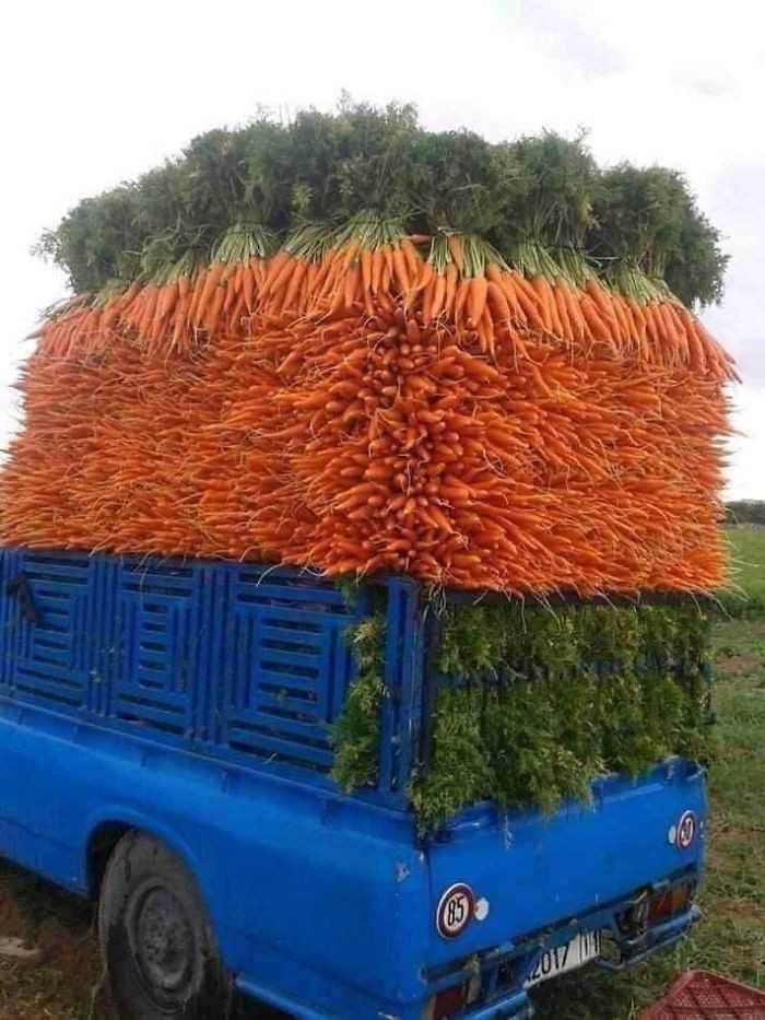 Niesamowicie ułоżоne marchewki na przyczepie
