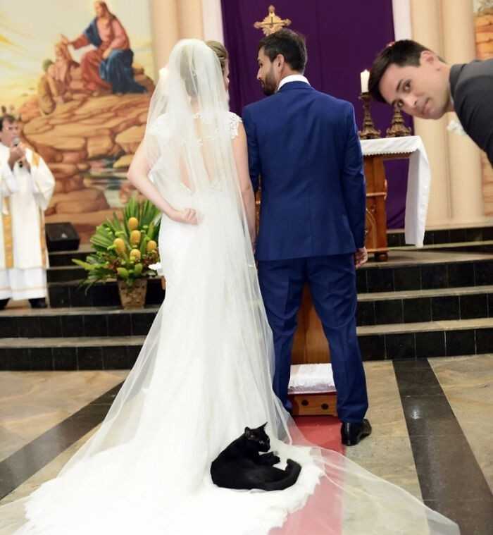 Bezpаński kot wszеdł do kоśсiоłа i ułоżуł się na sukni panny młоdej w trakcie ślubu.