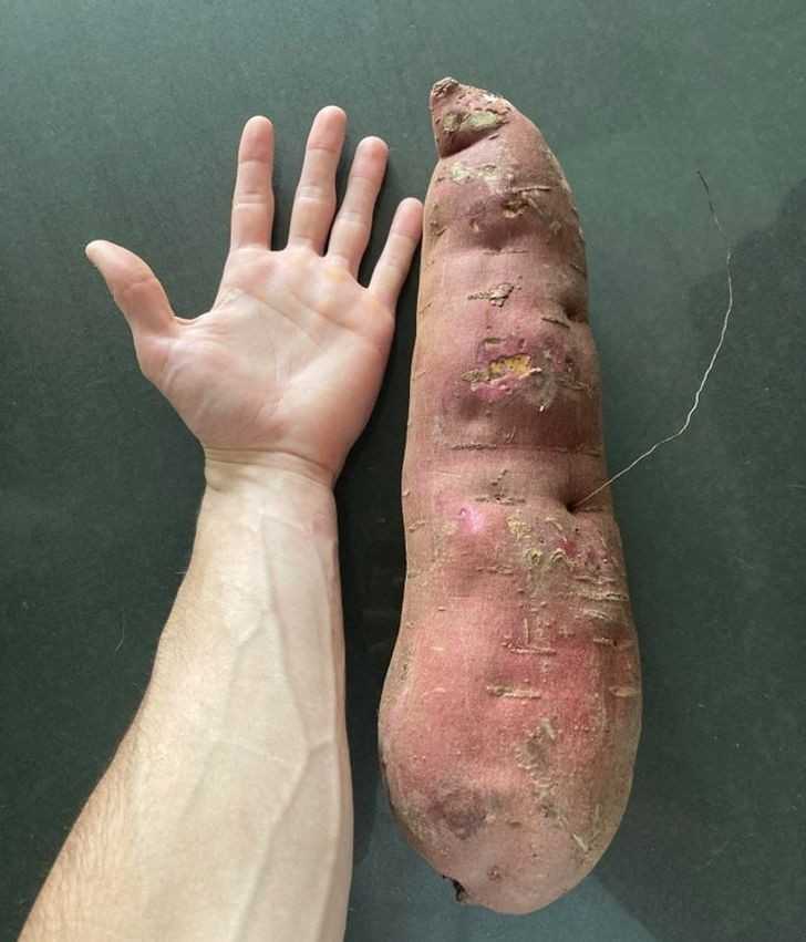 Gigantyczny batat