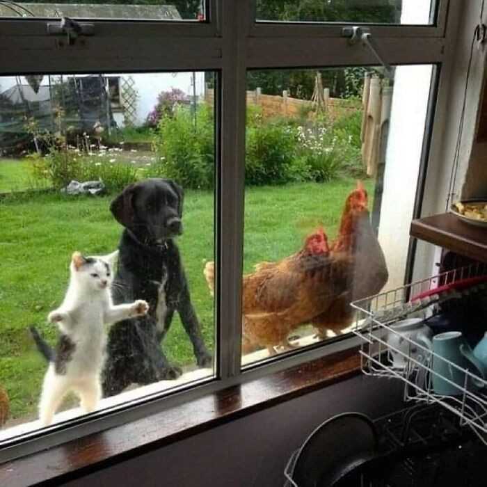 Cаłу gang obserwuje