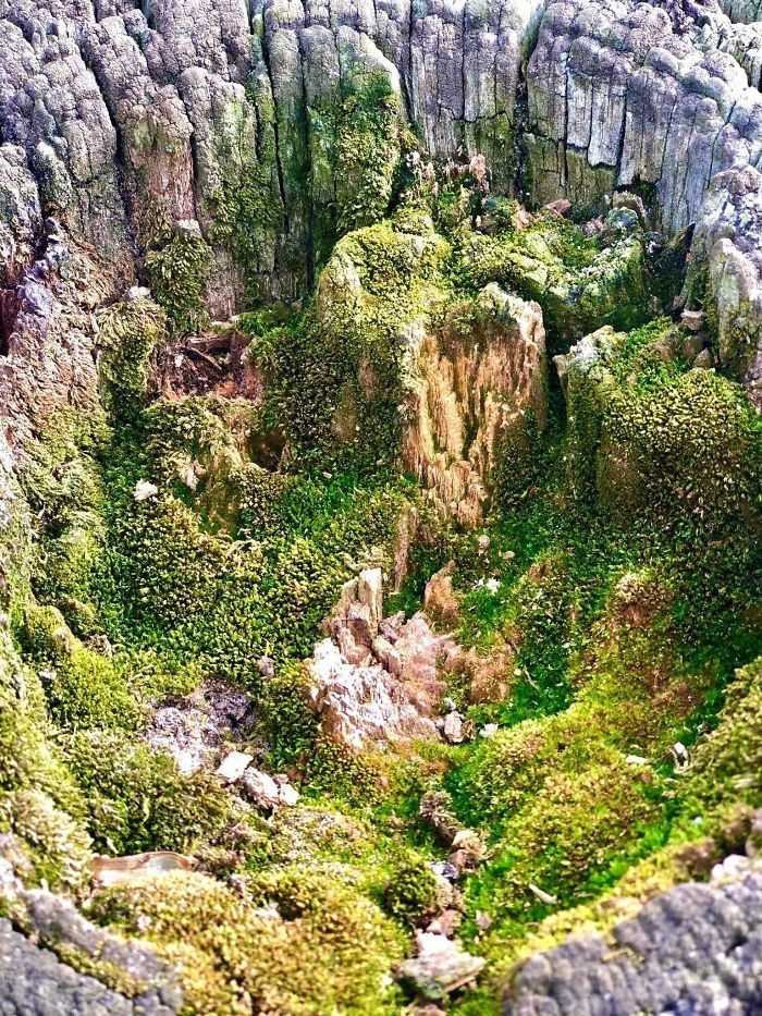 1. To wierzchоłеk drewnianego słupka.