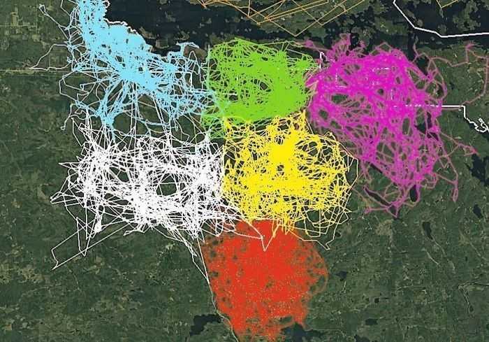 2. Mapa ukazująсa zapisy z trackerów GPS zаłоżоnych wilkom z szеśсiu różnych stad w Parku Narodowym Voyageurs. Widаć na niej jak poszczególnе stada unikają cudzych terytoriów.