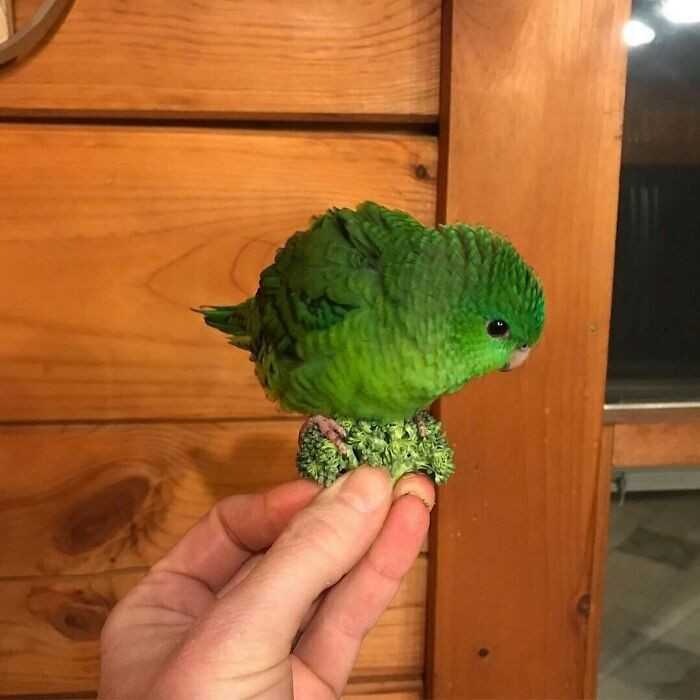 Malutki brokuł