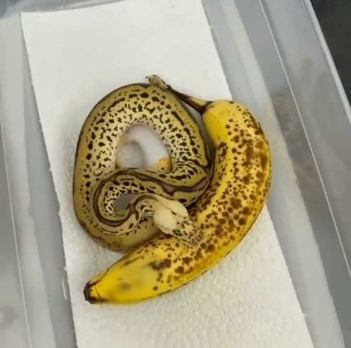 Zakazany banan