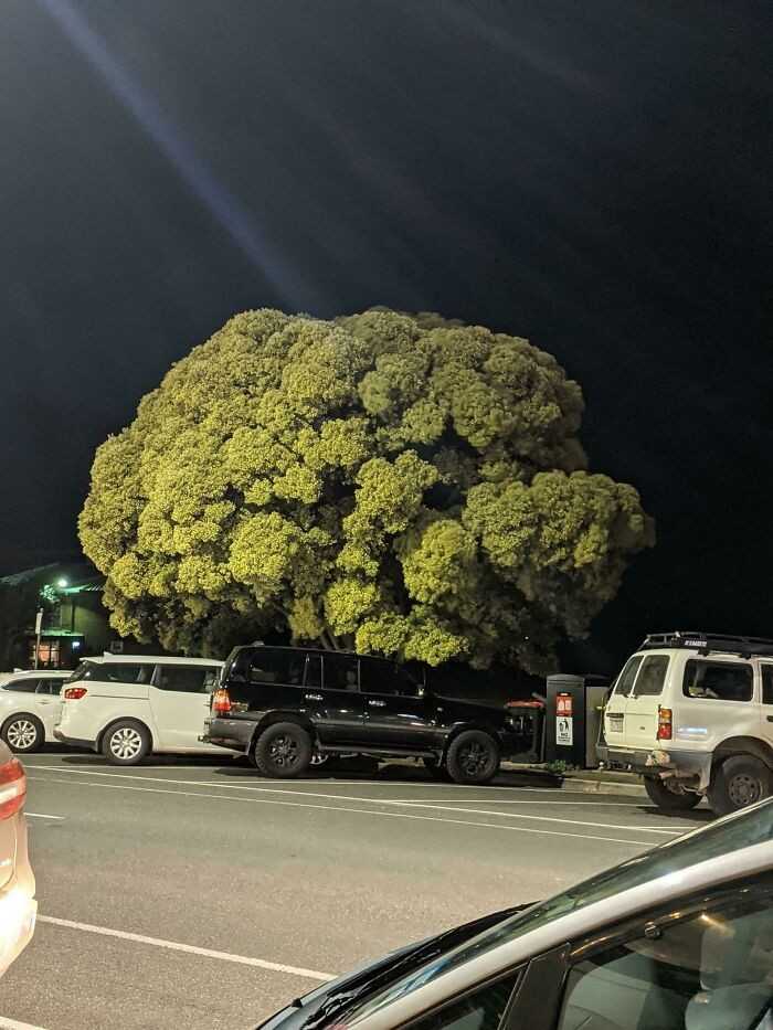 To drzewo wygląda jak brokuł.