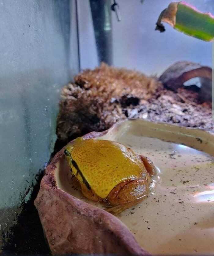 Żaba przypominająсa ser na burgerze
